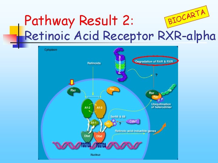 Pathway Result 2: BIO A T R CA Retinoic Acid Receptor RXR-alpha 