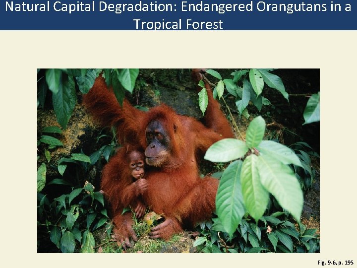 Natural Capital Degradation: Endangered Orangutans in a Tropical Forest Fig. 9 -6, p. 195