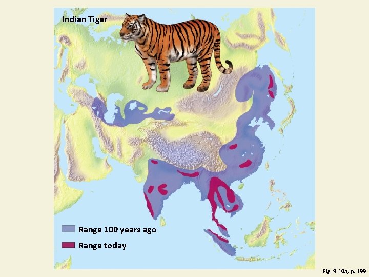 Indian Tiger Range 100 years ago Range today Fig. 9 -10 a, p. 199