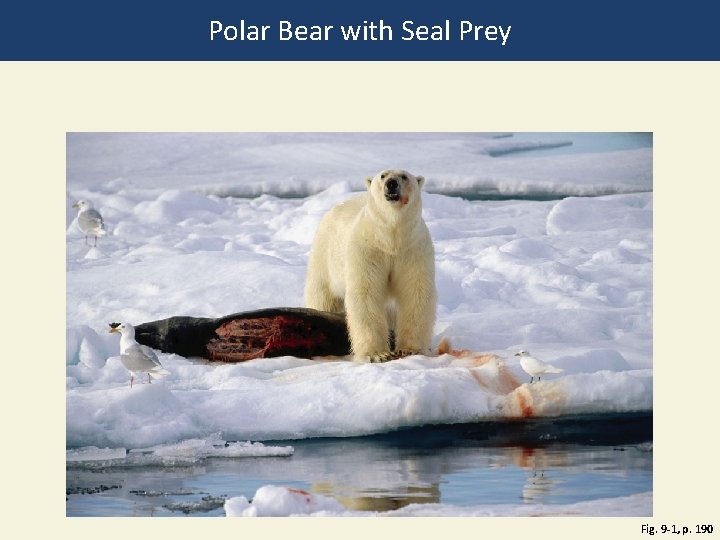 Polar Bear with Seal Prey Fig. 9 -1, p. 190 