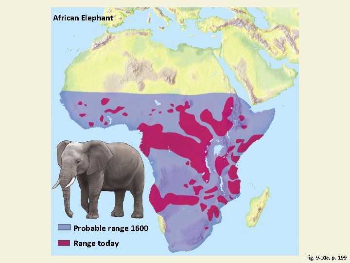 African Elephant Probable range 1600 Range today Fig. 9 -10 c, p. 199 