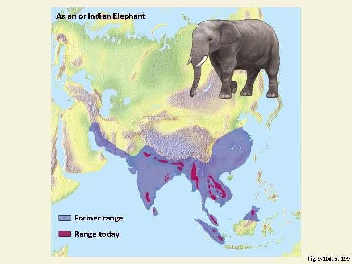 Asian or Indian Elephant Former range Range today Fig. 9 -10 d, p. 199