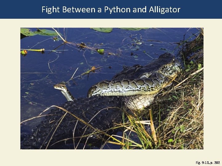 Fight Between a Python and Alligator Fig. 9 -13, p. 202 