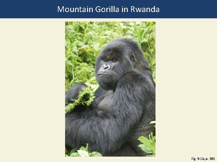 Mountain Gorilla in Rwanda Fig. 9 -16, p. 205 