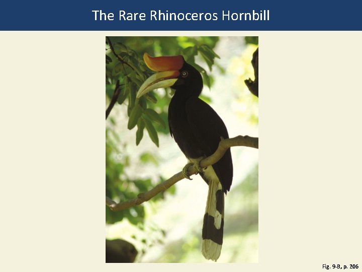 The Rare Rhinoceros Hornbill Fig. 9 -B, p. 206 