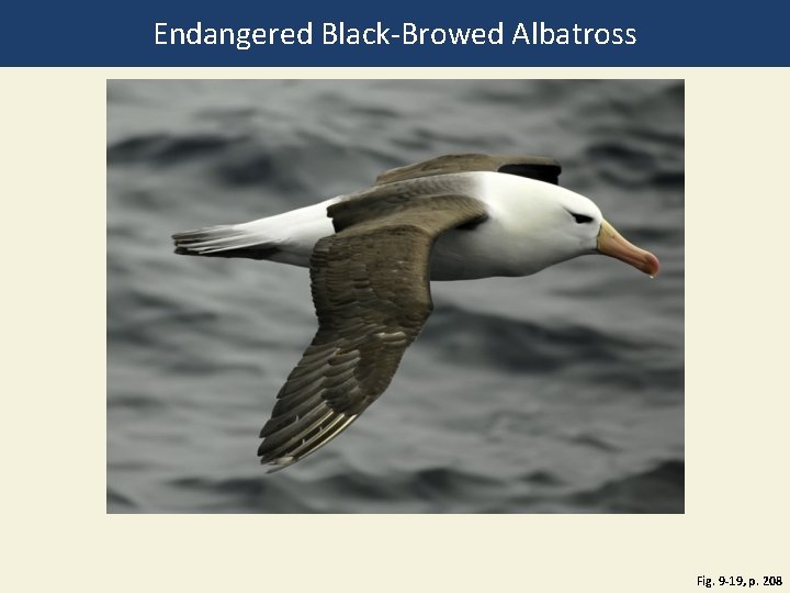 Endangered Black-Browed Albatross Fig. 9 -19, p. 208 