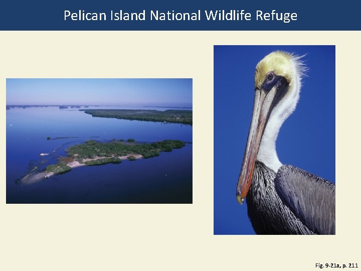 Pelican Island National Wildlife Refuge Fig. 9 -21 a, p. 211 