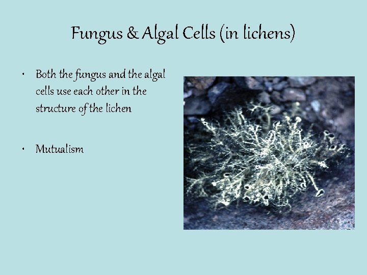 Fungus & Algal Cells (in lichens) • Both the fungus and the algal cells
