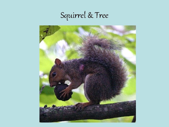 Squirrel & Tree 