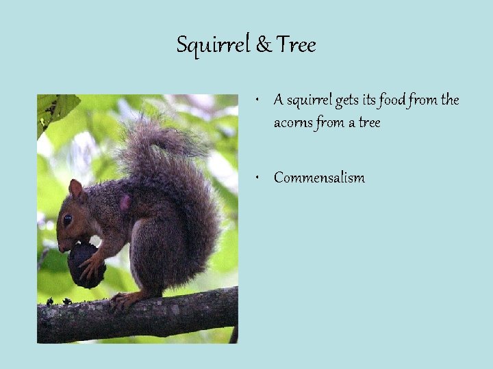 Squirrel & Tree • A squirrel gets its food from the acorns from a