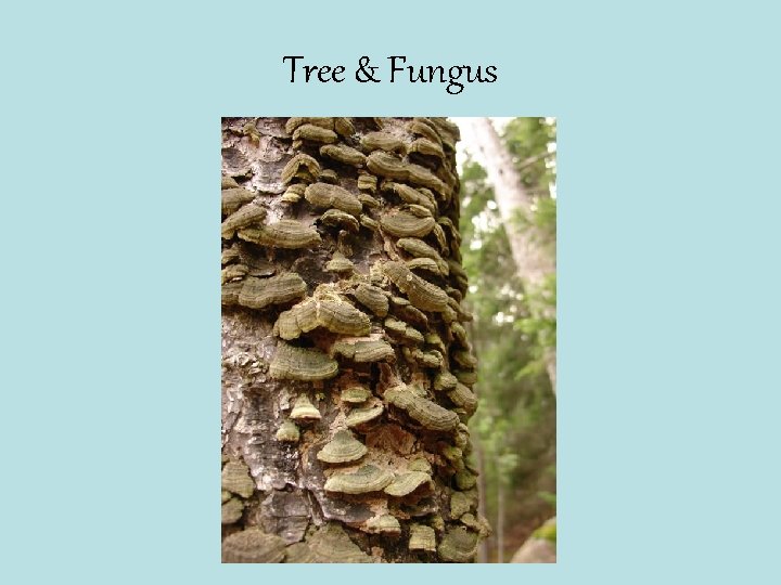 Tree & Fungus 