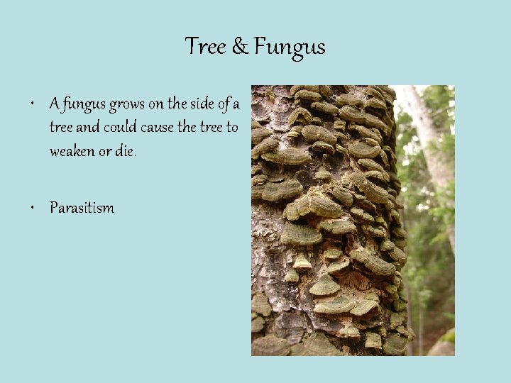 Tree & Fungus • A fungus grows on the side of a tree and