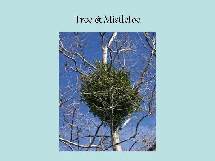 Tree & Mistletoe 