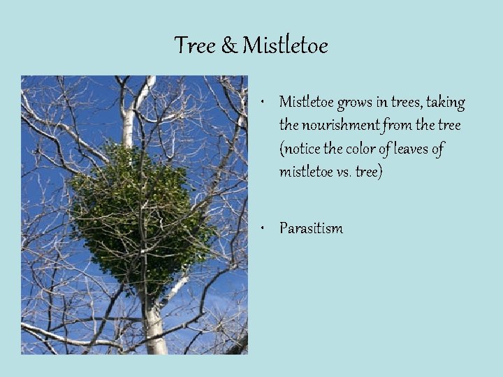 Tree & Mistletoe • Mistletoe grows in trees, taking the nourishment from the tree