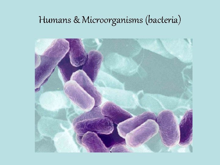 Humans & Microorganisms (bacteria) 