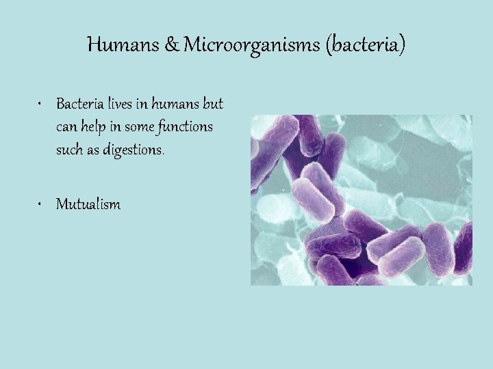Humans & Microorganisms (bacteria) • Bacteria lives in humans but can help in some