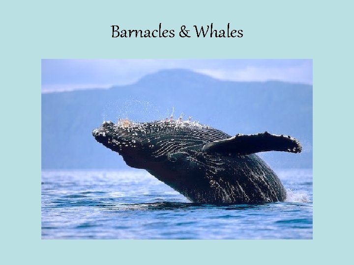 Barnacles & Whales 