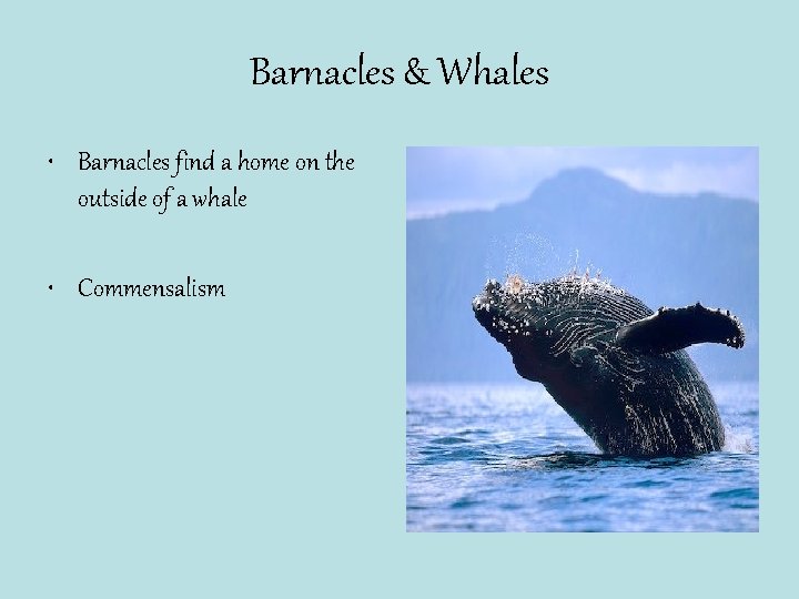 Barnacles & Whales • Barnacles find a home on the outside of a whale