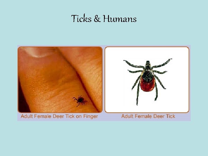 Ticks & Humans 