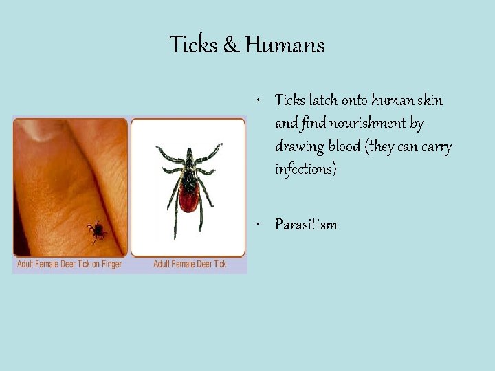 Ticks & Humans • Ticks latch onto human skin and find nourishment by drawing