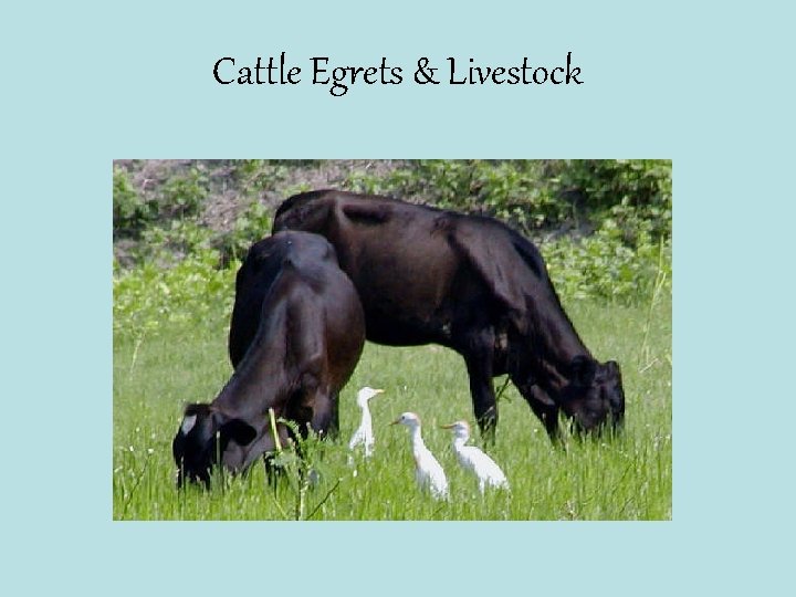 Cattle Egrets & Livestock 