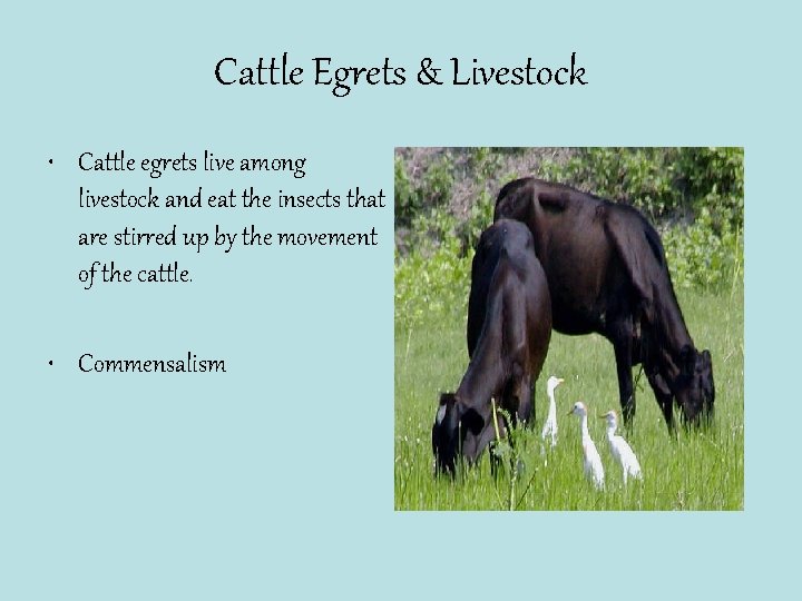 Cattle Egrets & Livestock • Cattle egrets live among livestock and eat the insects