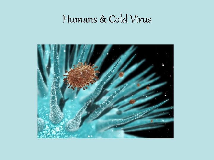 Humans & Cold Virus 