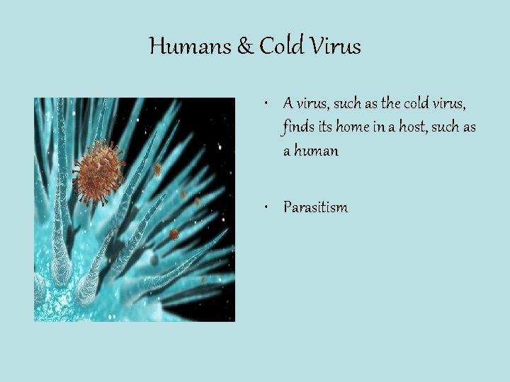 Humans & Cold Virus • A virus, such as the cold virus, finds its