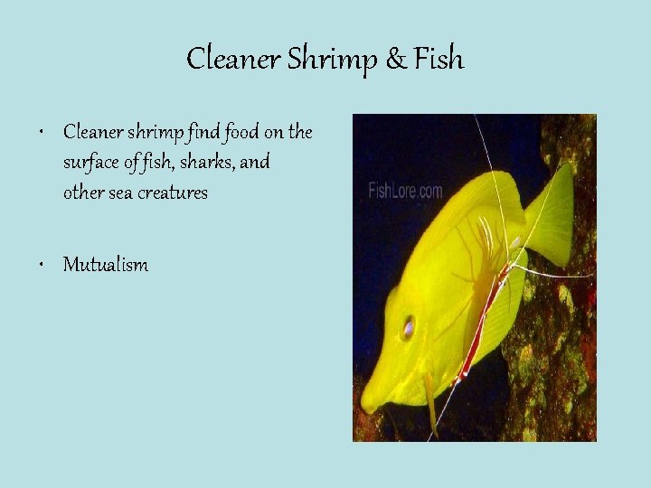 Cleaner Shrimp & Fish • Cleaner shrimp find food on the surface of fish,