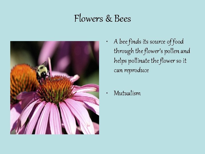 Flowers & Bees • A bee finds its source of food through the flower’s