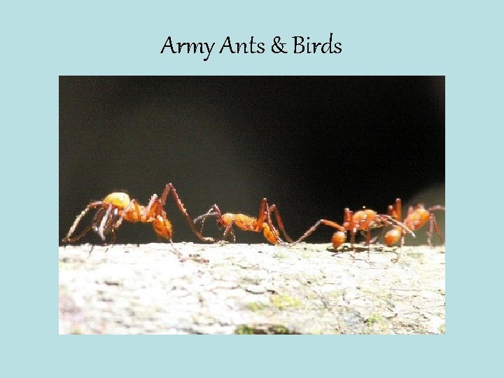 Army Ants & Birds 