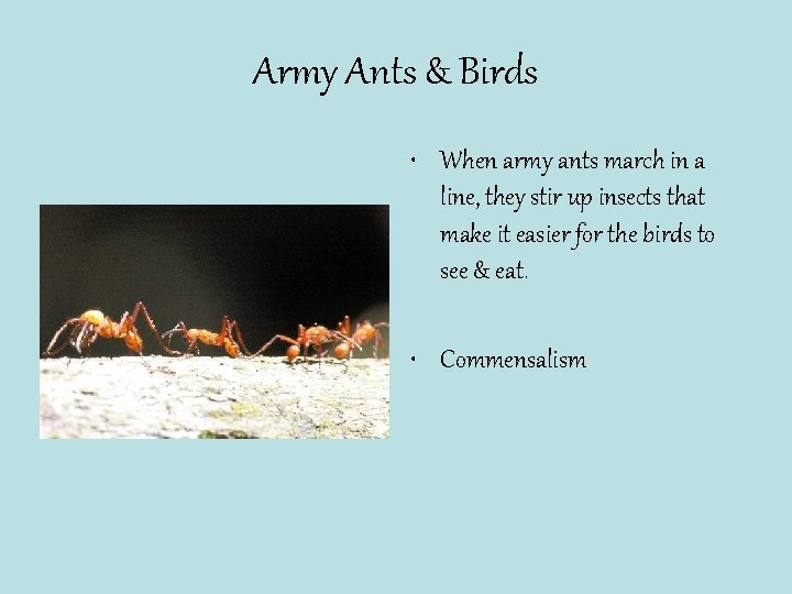 Army Ants & Birds • When army ants march in a line, they stir