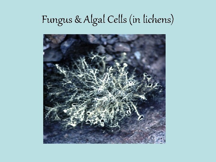 Fungus & Algal Cells (in lichens) 