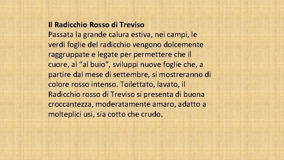 Il Radicchio Rosso di Treviso Passata la grande calura estiva, nei campi, le verdi