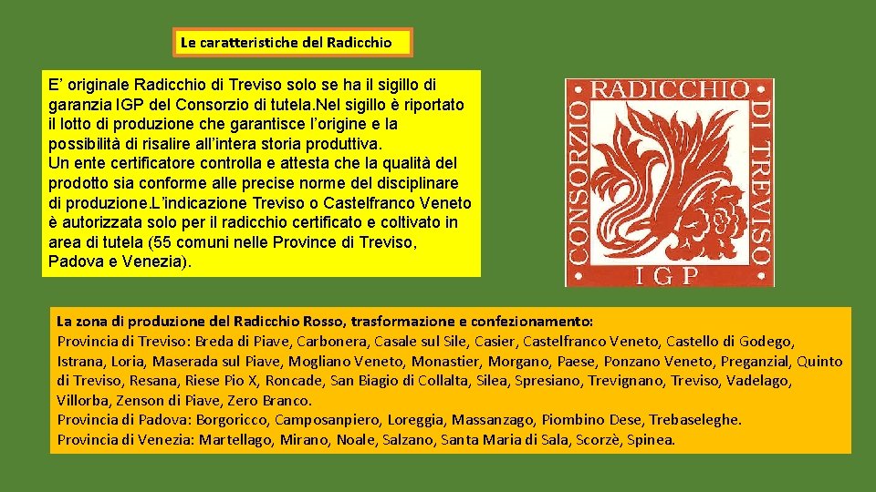Le caratteristiche del Radicchio E’ originale Radicchio di Treviso solo se ha il sigillo