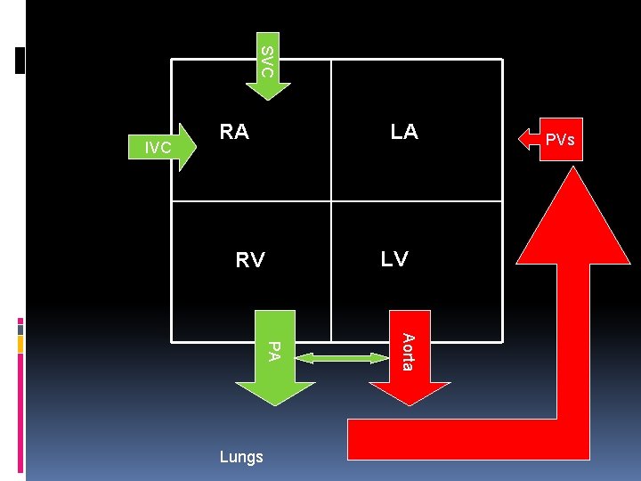 SVC IVC RA LA LV RV Aorta PA Lungs PVs 