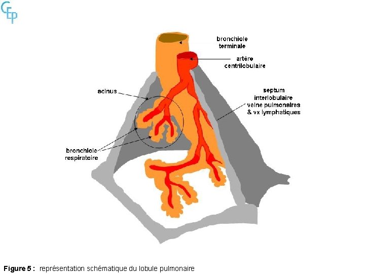 Figure 5 : représentation schématique du lobule pulmonaire 