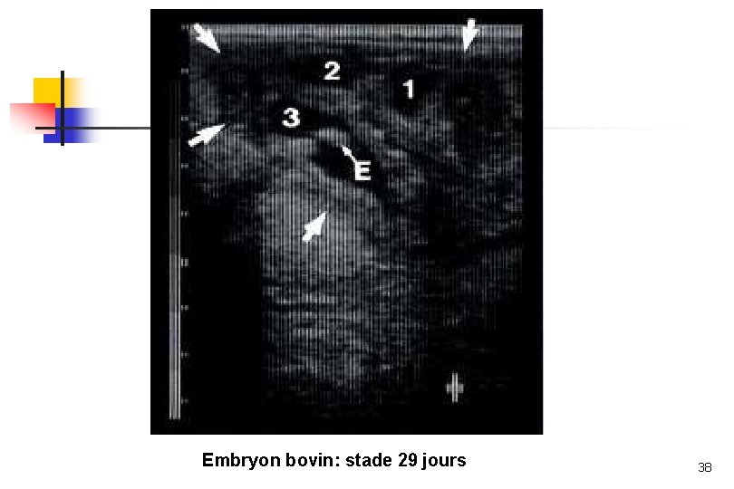 Embryon bovin: stade 29 jours 38 