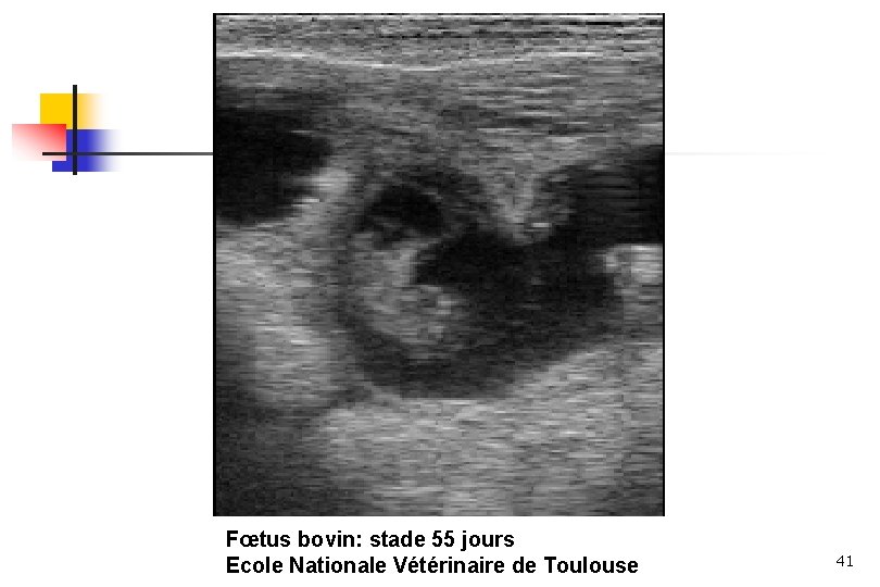 Fœtus bovin: stade 55 jours Ecole Nationale Vétérinaire de Toulouse 41 Fœtus bovin: stade 55 jours Ecole Nationale Vétérinaire de Toulouse 41