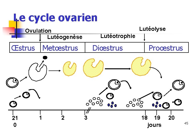 Le cycle ovarien Lutéolyse Ovulation Lutéogenèse Lutéotrophie Œstrus Metœstrus 21 0 1 2 Diœstrus