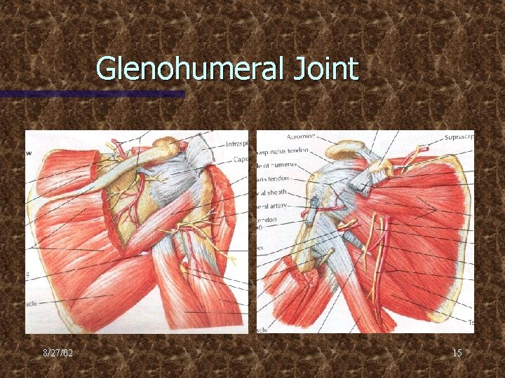 Glenohumeral Joint 8/27/02 15 