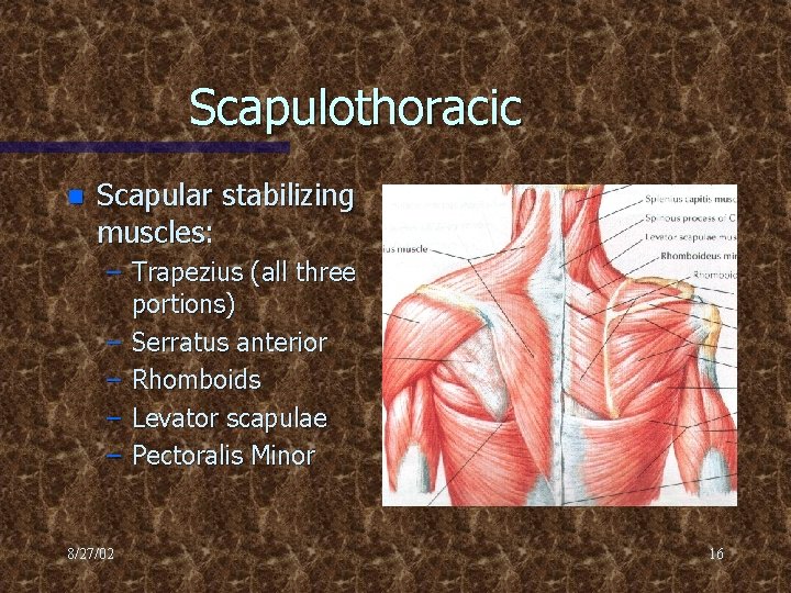 Scapulothoracic n Scapular stabilizing muscles: – Trapezius (all three portions) – Serratus anterior –