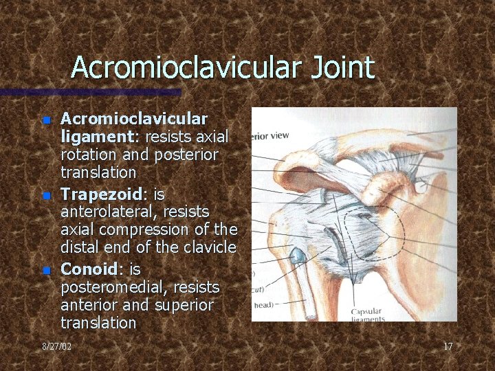 Acromioclavicular Joint n n n Acromioclavicular ligament: resists axial rotation and posterior translation Trapezoid:
