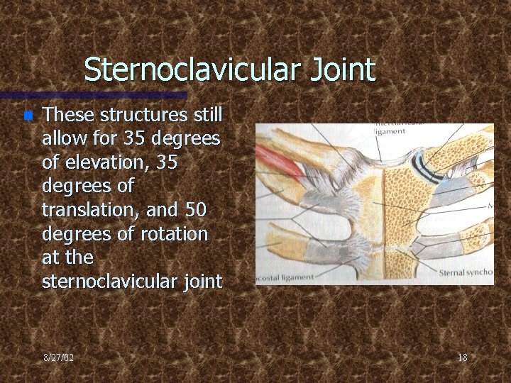 Sternoclavicular Joint n These structures still allow for 35 degrees of elevation, 35 degrees