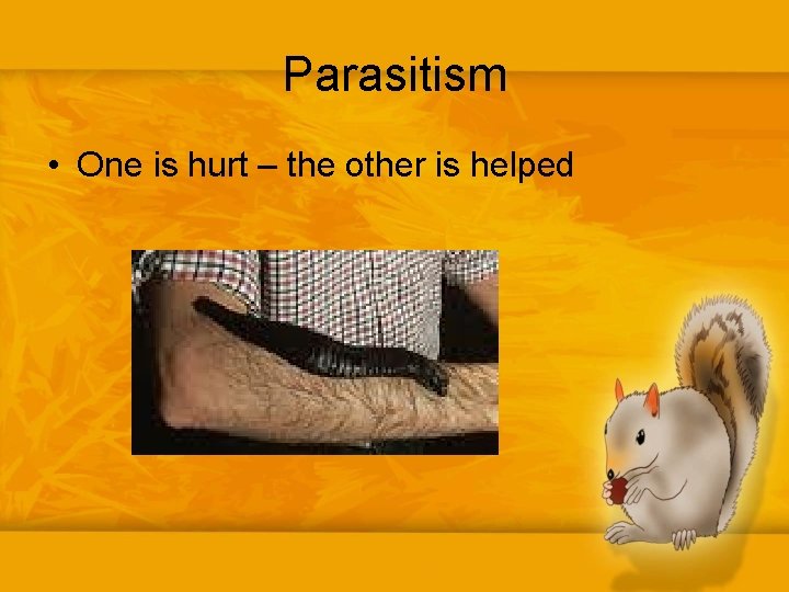 Parasitism • One is hurt – the other is helped 