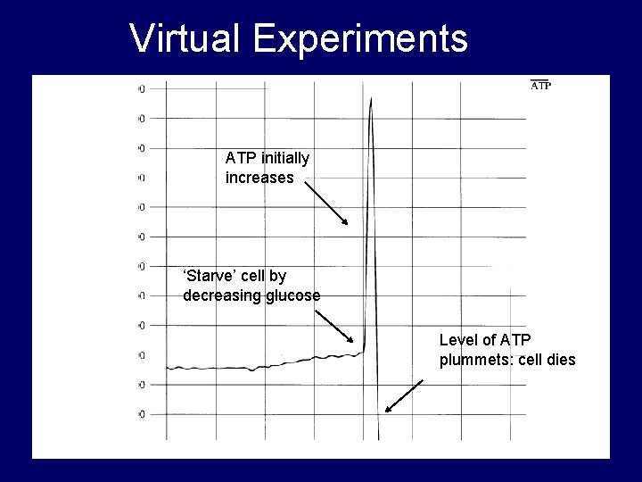 Virtual Experiments ATP initially increases ‘Starve’ cell by decreasing glucose Level of ATP plummets: