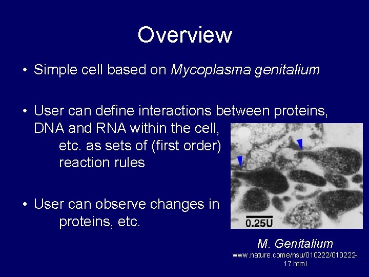 Overview • Simple cell based on Mycoplasma genitalium • User can define interactions between