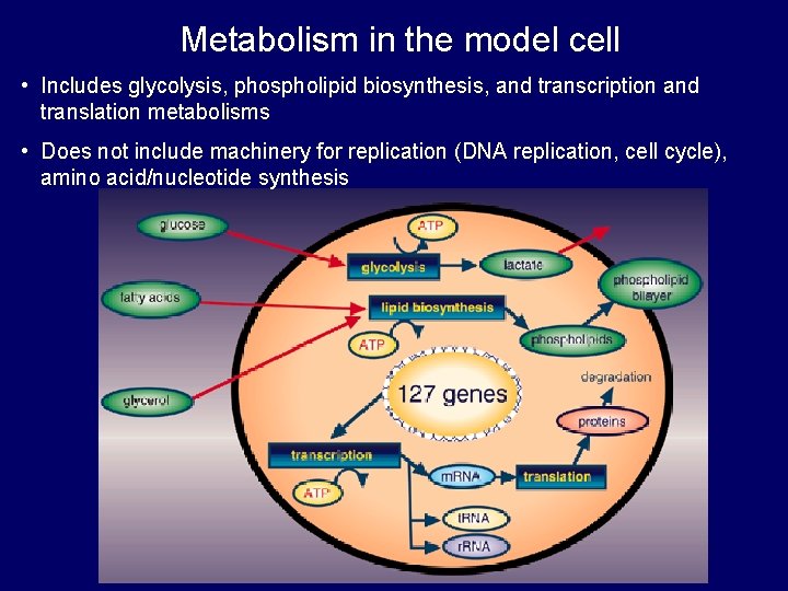 Metabolism in the model cell • Includes glycolysis, phospholipid biosynthesis, and transcription and translation
