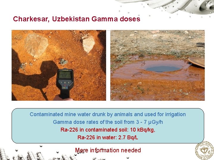 Charkesar, Uzbekistan Gamma doses Contaminated mine water drunk by animals and used for irrigation