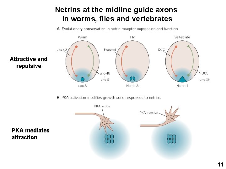 Netrins at the midline guide axons in worms, flies and vertebrates Attractive and repulsive